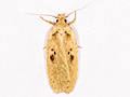 Agonopterix yeatiana